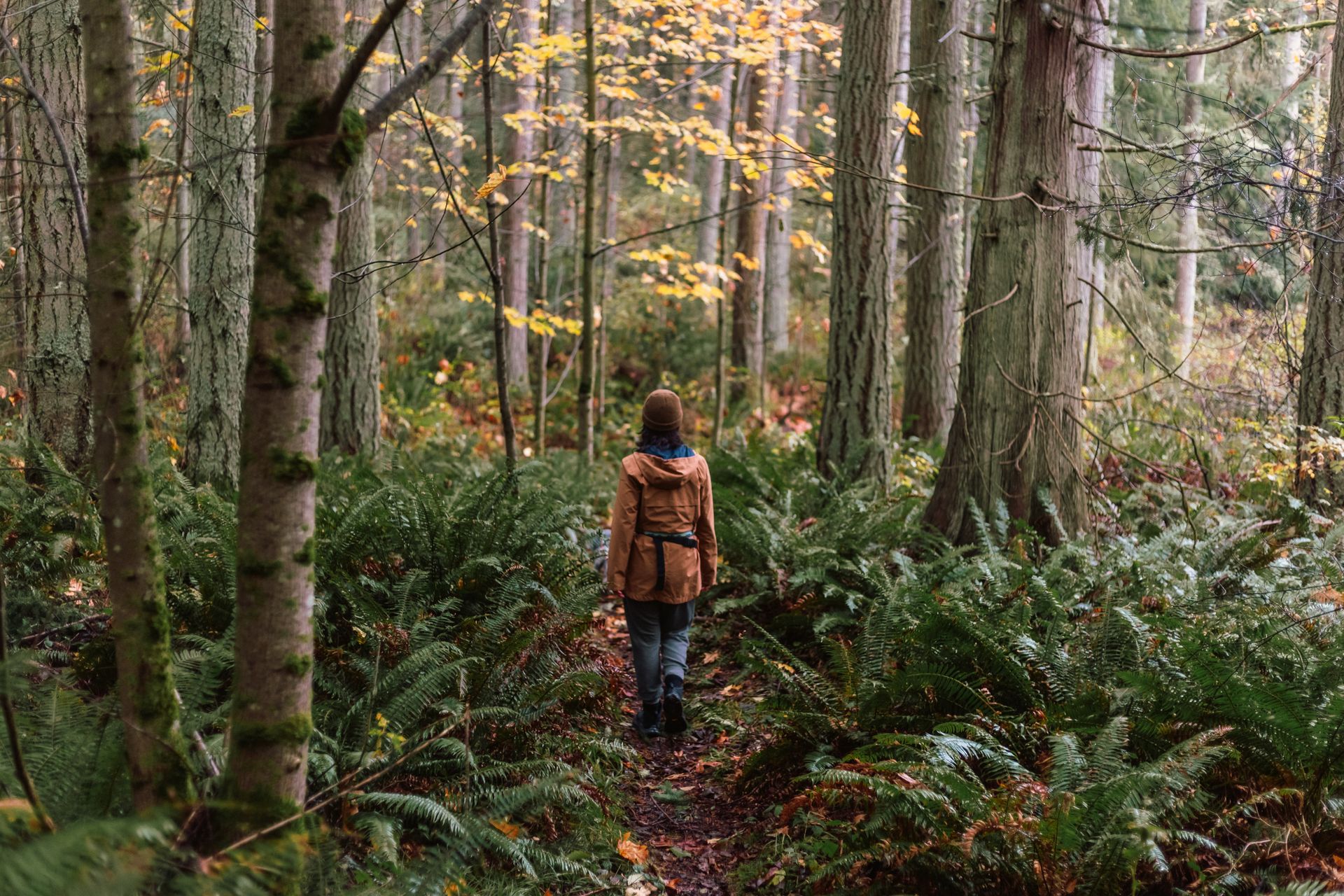 A lone hiker walks through a lush, green forest during fall, surrounded by towering trees and fern foliage.
