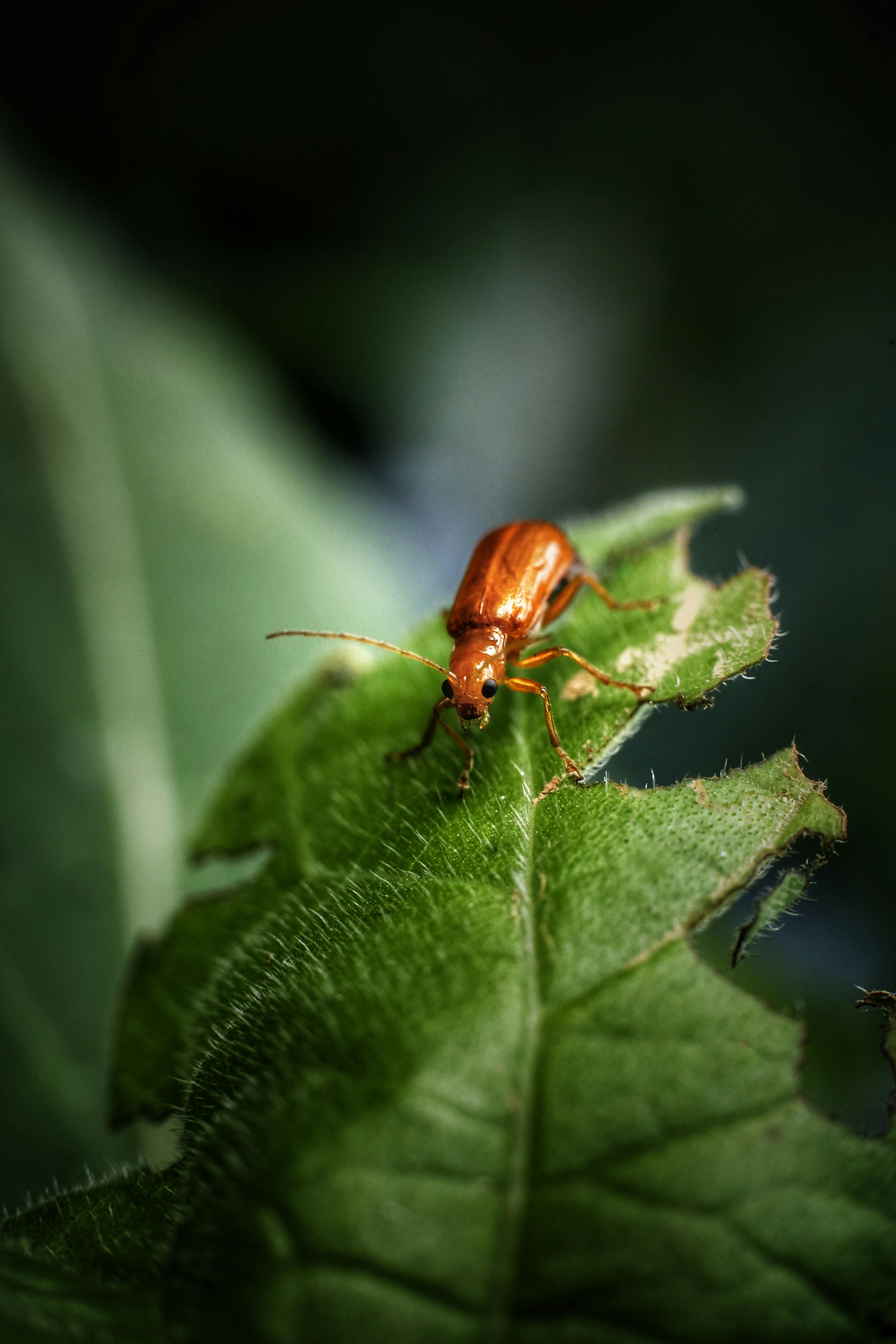 Macro shot of an orange beetle exploring a green leaf, showcasing nature's intricate details.