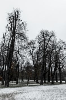 Serene winter scene featuring bare trees in Potsdam, Germany, creating a tranquil atmosphere.