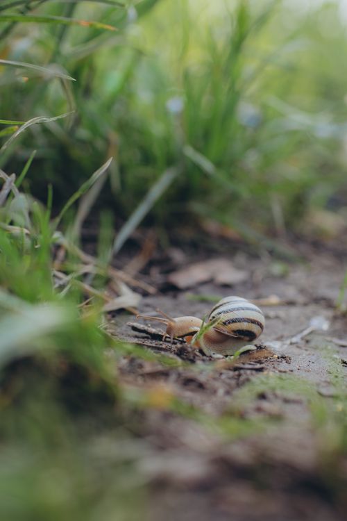 Free A detailed view of a snail crawling on a forest floor surrounded by lush green grass. Stock Photo