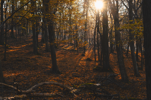 Beautiful sunlit forest scene in Magyarország during autumn.