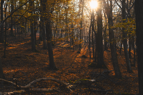 Free Beautiful sunlit forest scene in Magyarország during autumn. Stock Photo