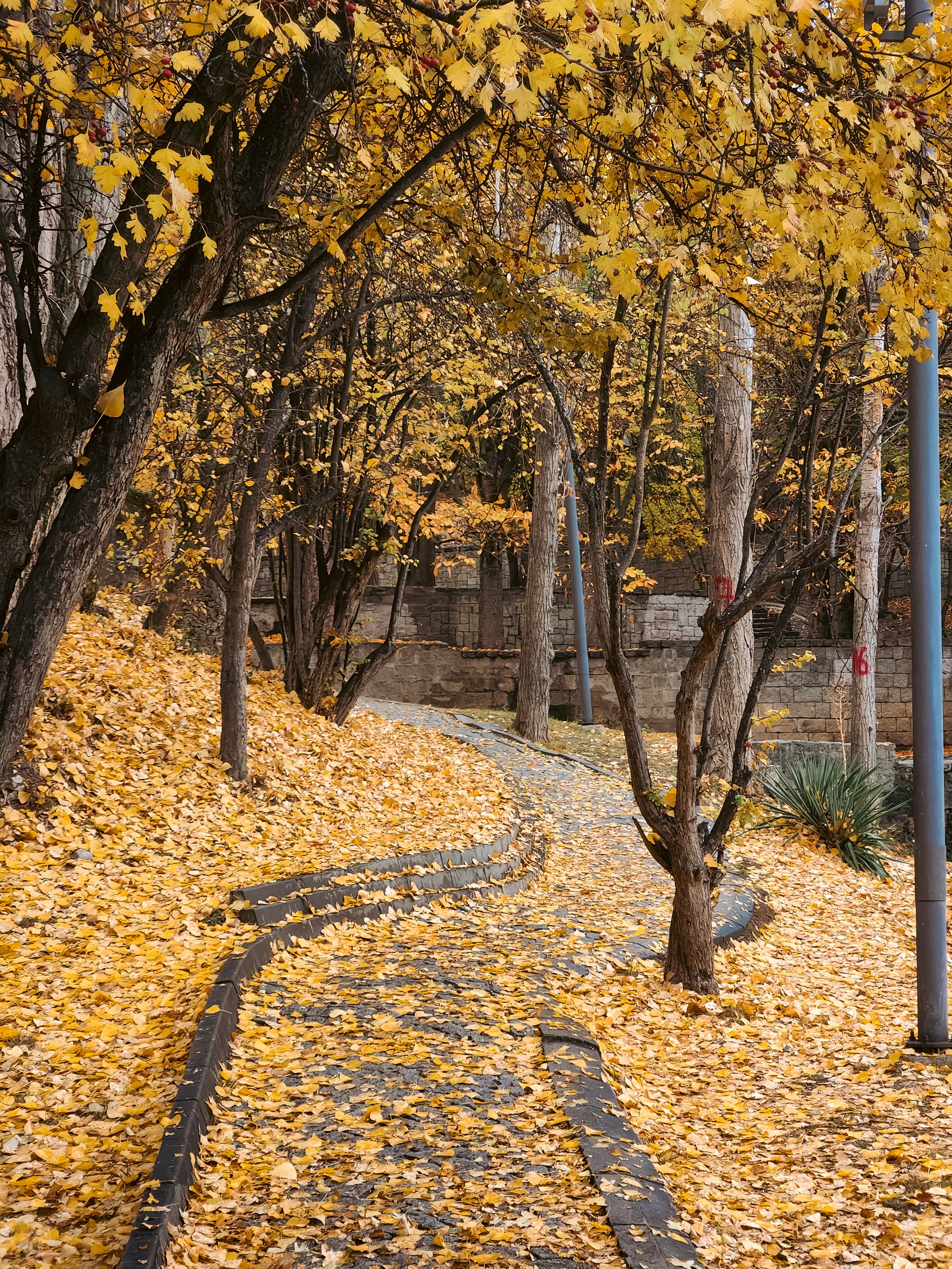 Serene Autumn Pathway Lined with Golden Leaves · Free Stock Photo