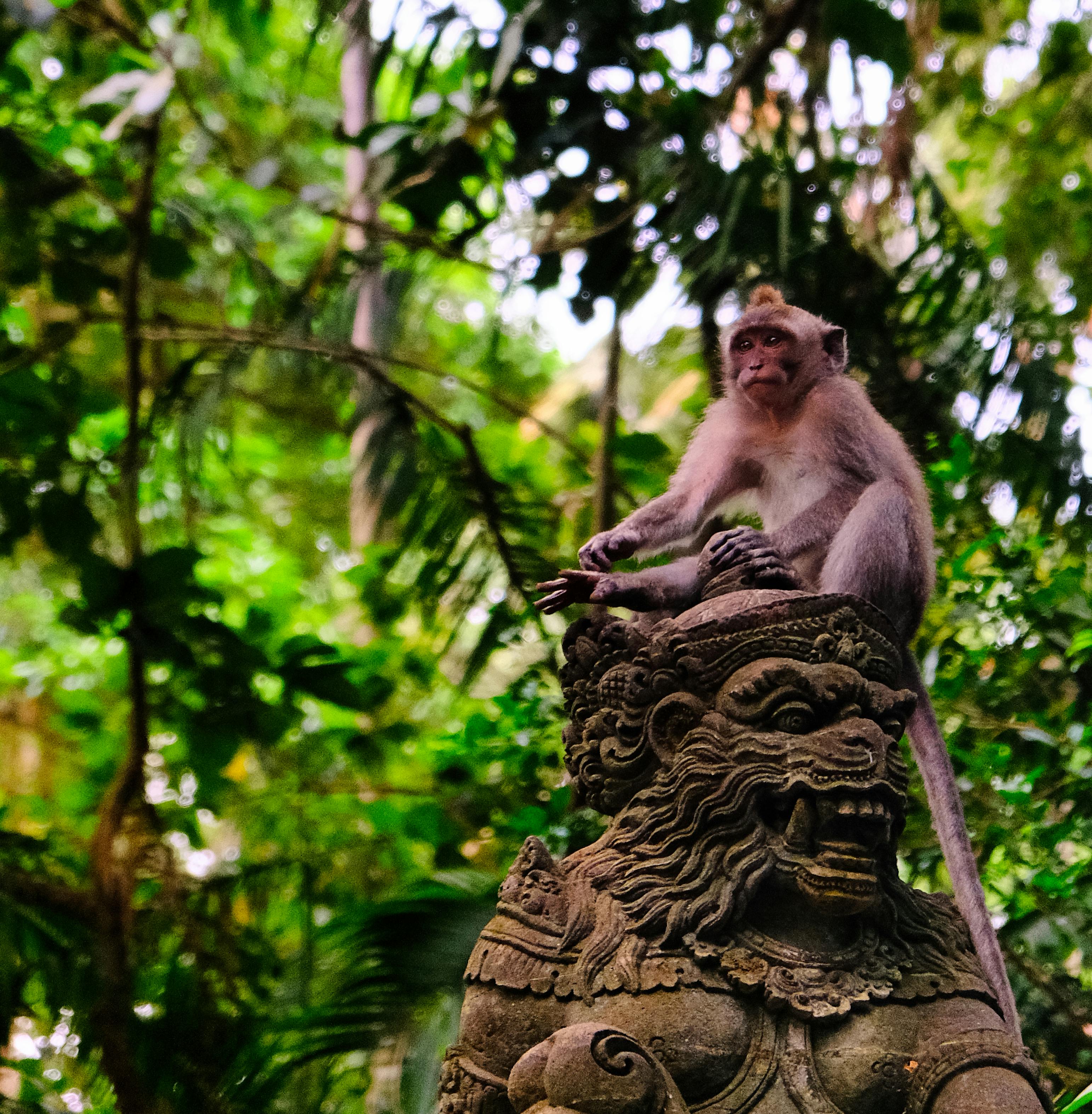 Long-tailed macaques on a moss-covered stone bridge at the Sacred Monkey Forest Sanctuary in Ubud, Bali