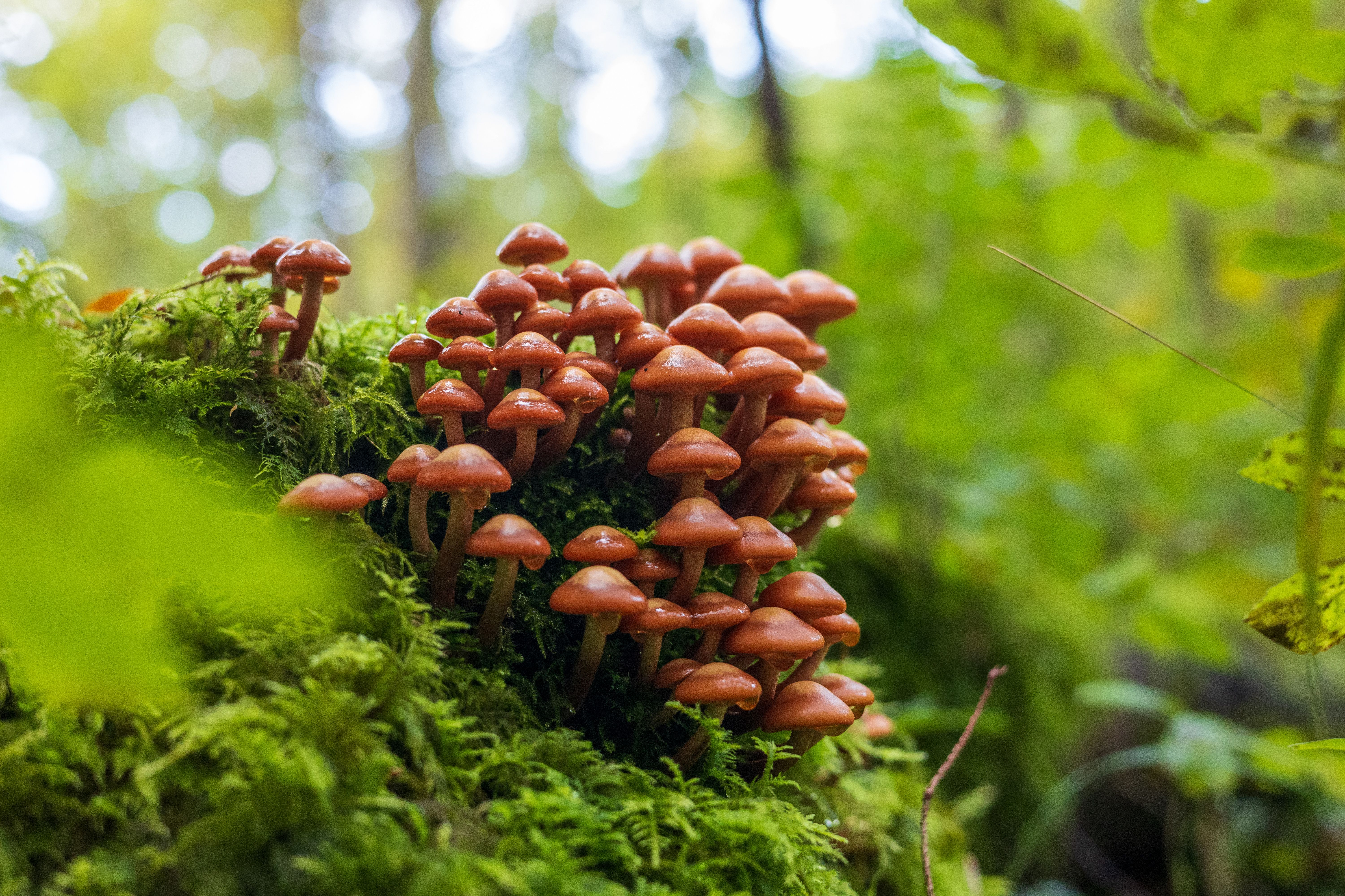 Mushroom trip: a mycologist’s tour of the Tarkine