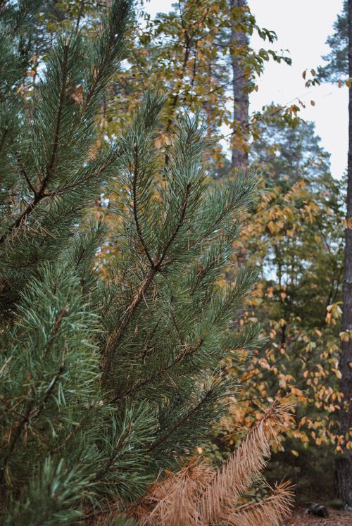 Free Close-up of a green pine tree surrounded by autumn foliage in a forest. Stock Photo