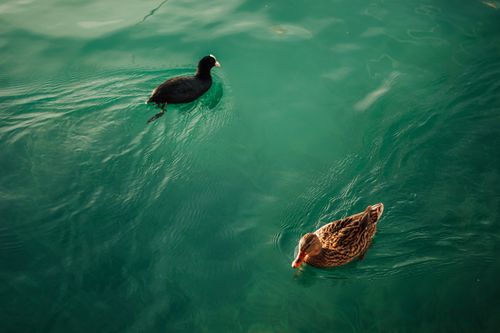 Free A serene scene of two ducks gracefully swimming in clear green water under natural light. Stock Photo