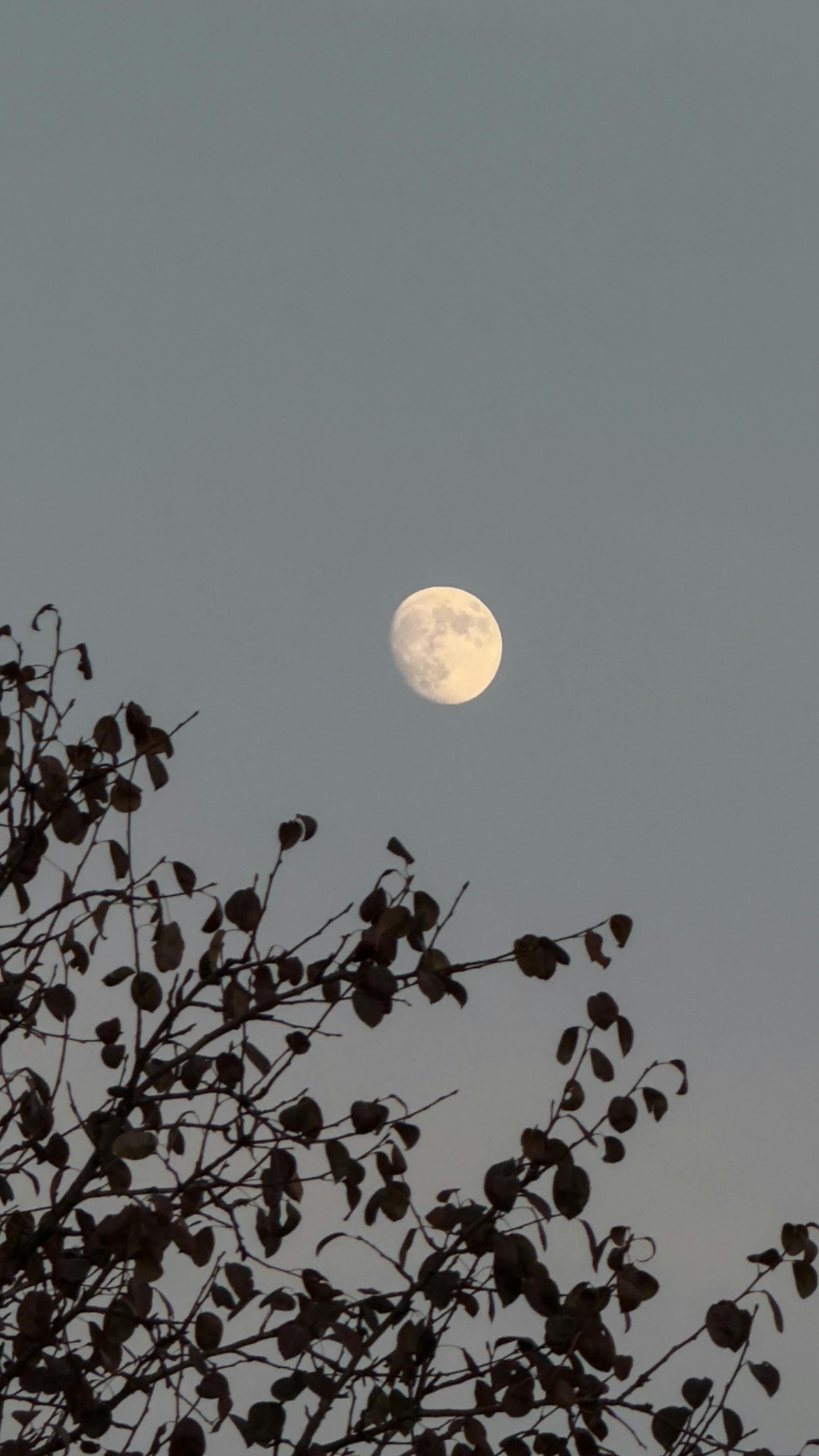 A tranquil night sky featuring a waxing gibbous moon and tree silhouette.