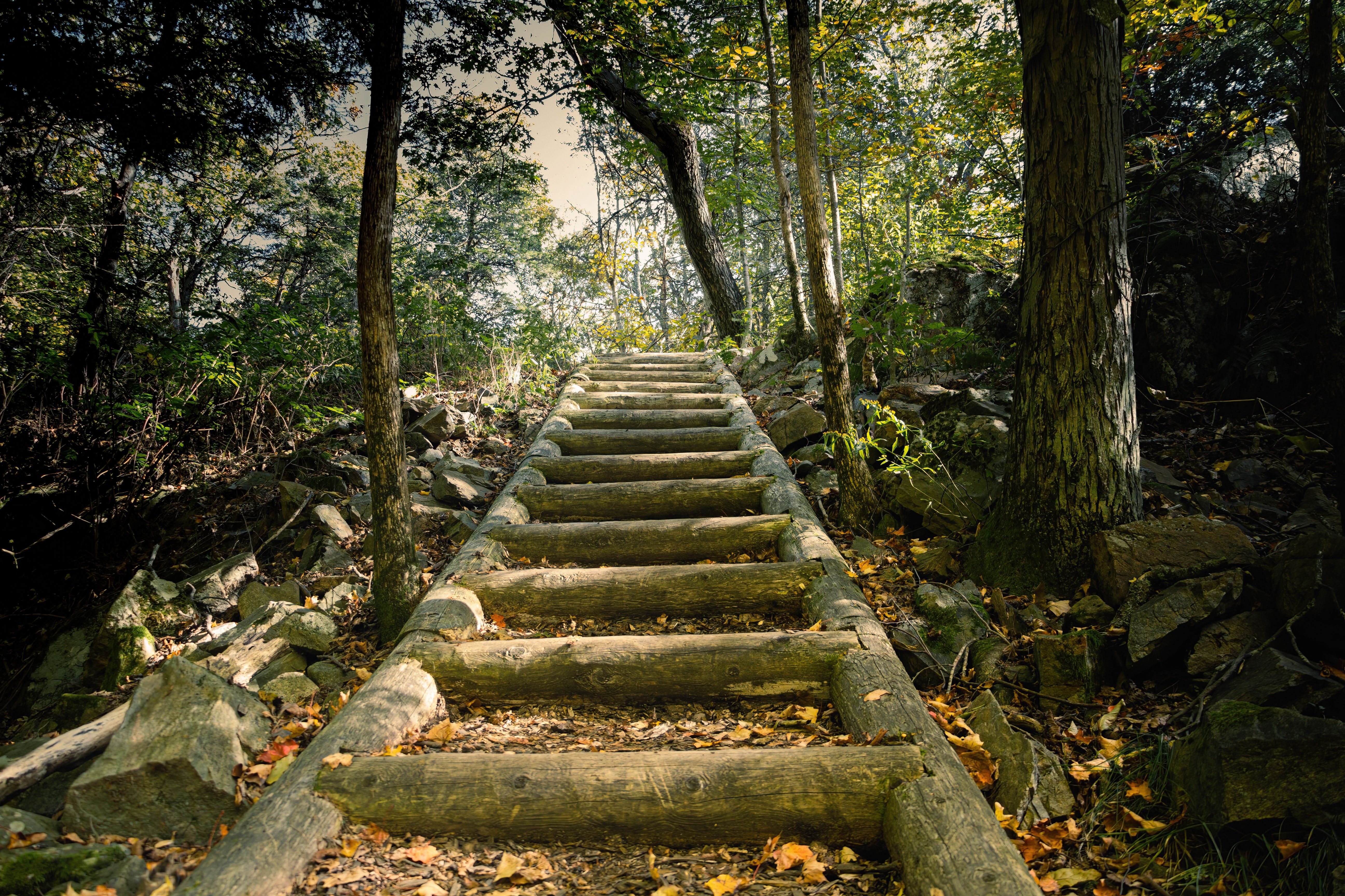Wooden steps leading through lush spring forest, sunlight filtering through trees.