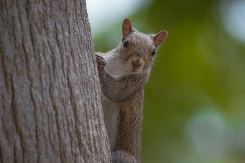 Free Squirrel peeking from behind a tree. Perfect for nature themes. Stock Photo