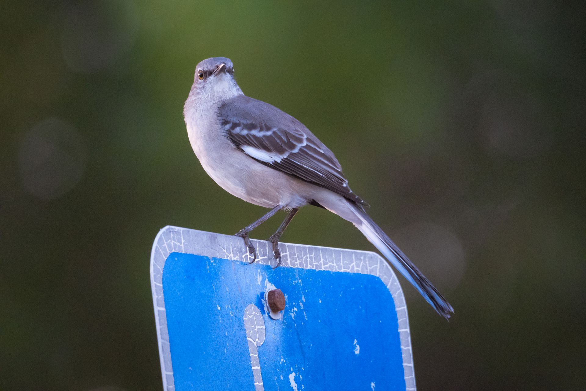 A Northern Mockingbird sits gracefully on a cracked blue sign against a blurred green background.
