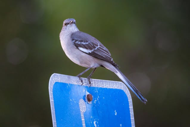 Northern Mockingbird Male vs Female: Traits & Behaviors