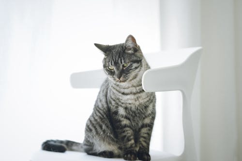 흰색 의자에 앉아 고양이의 사진