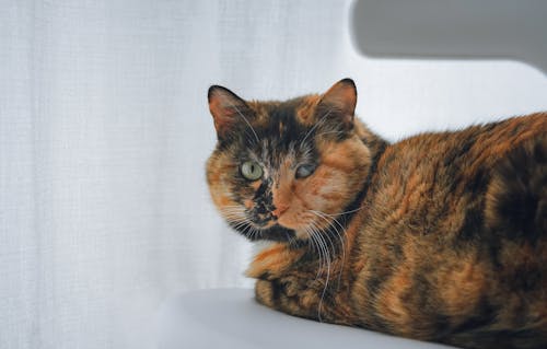 бесплатная черно оранжевый кот на стуле Стоковое фото