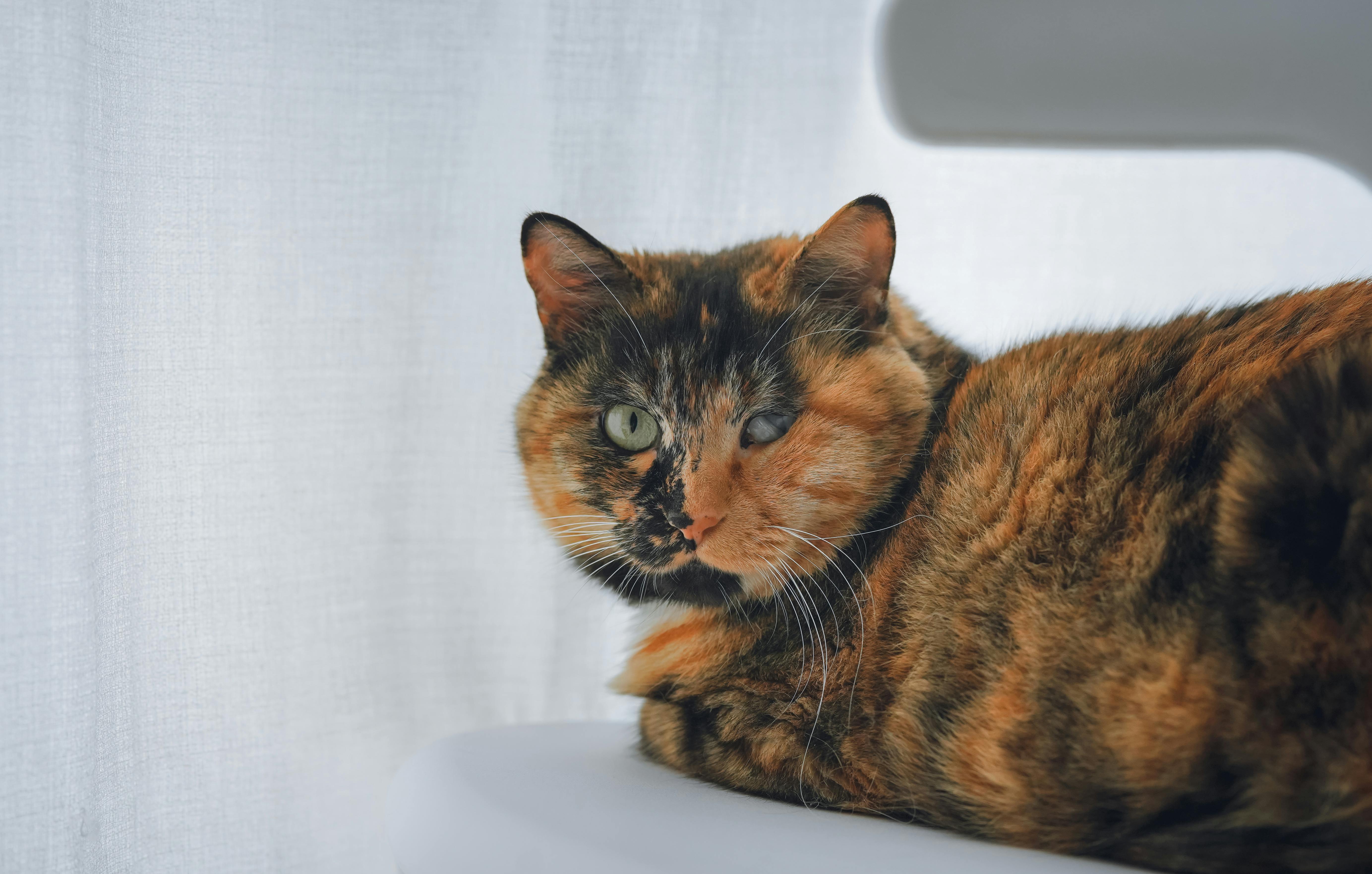 Black And Orange Cat On Chair Free Stock Photo