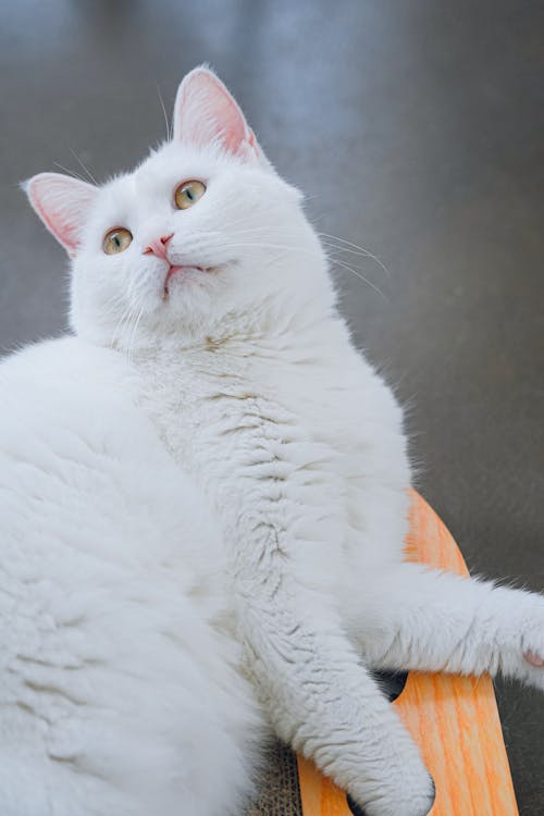 흰색 짧은 털 고양이 사진