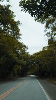 A serene drive through a lush tree canopy on a peaceful road in Ubatuba, Brazil.