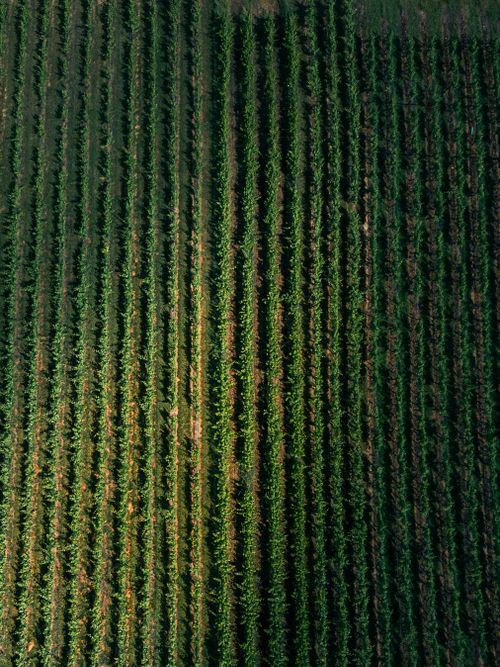 Free Drone shot of vineyard rows in Luxembourg's countryside during summer. Stock Photo