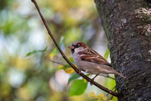Free House sparrow perched on a branch amidst spring foliage in Görlitz, Germany. Stock Photo