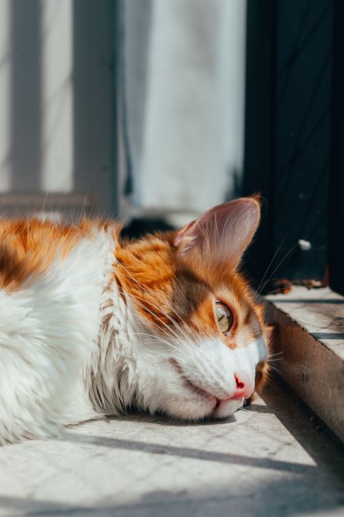 Free Orange and white cat relaxing indoors, basking in sunlight with a peaceful expression. Stock Photo