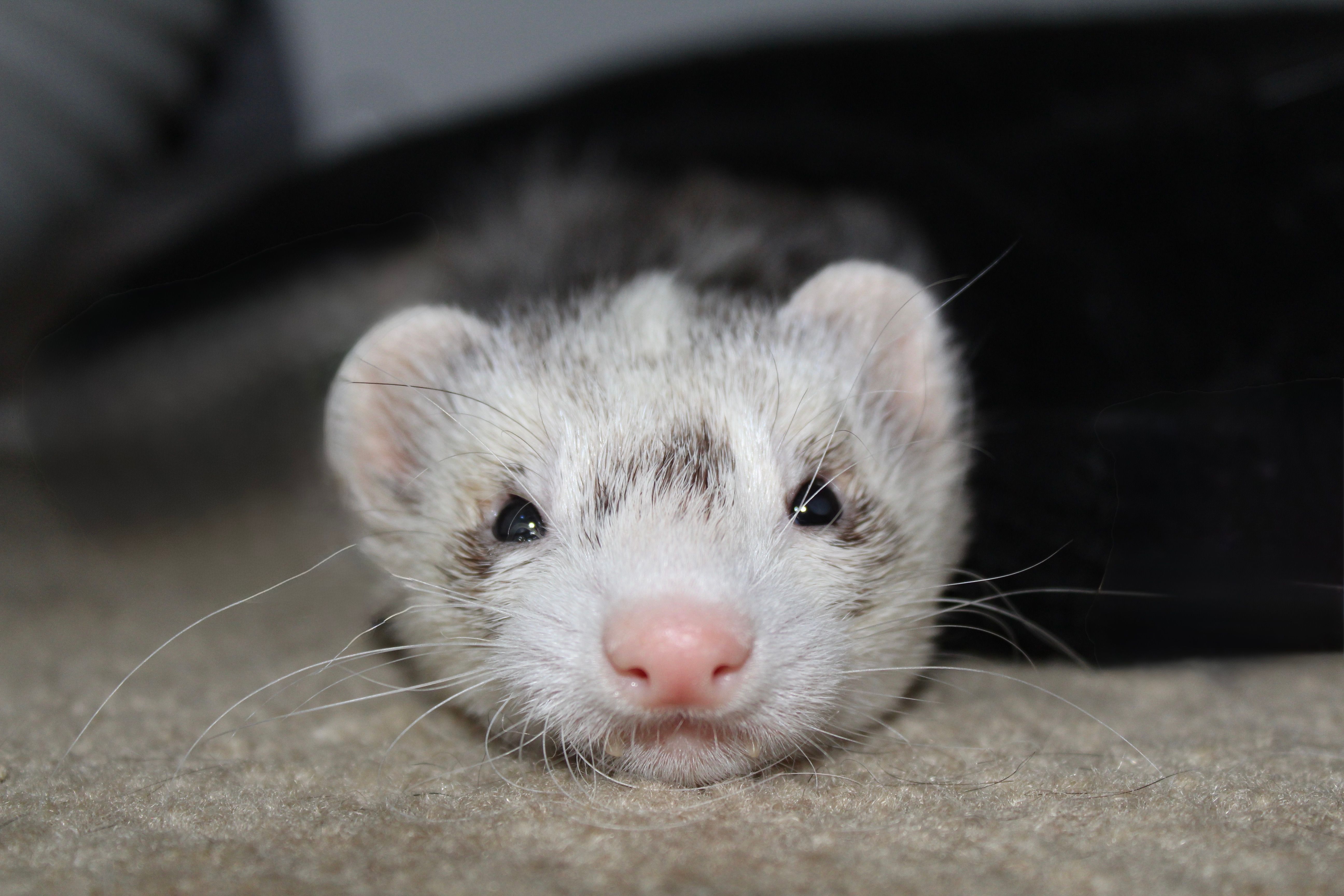 Close-up image of an adorable ferret resting indoors, showcasing its charming expression and soft fur.