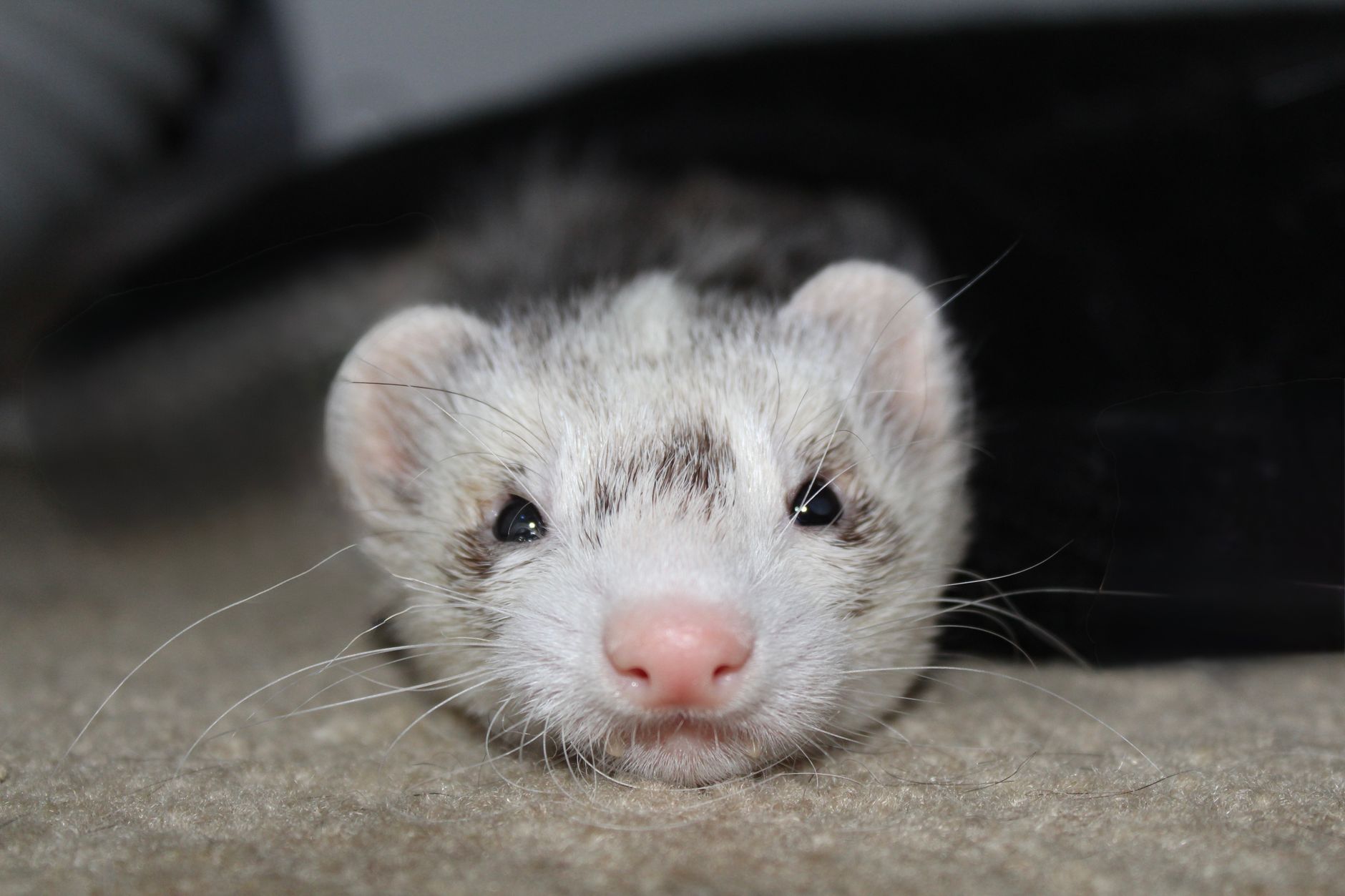 healthy domestic ferret resting indoors close up