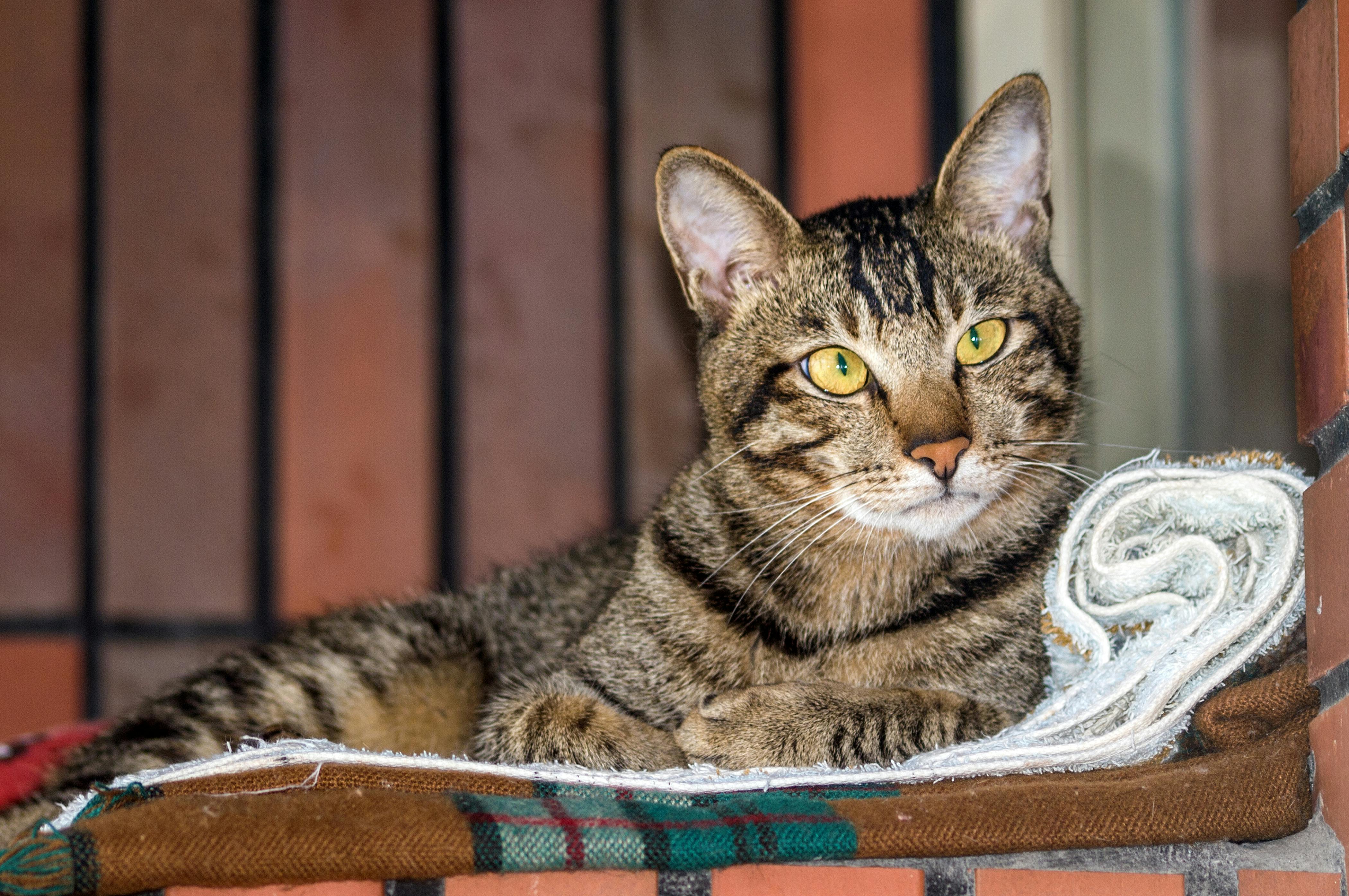 A tabby cat with bright eyes rests on a patterned blanket indoors, gazing intently.