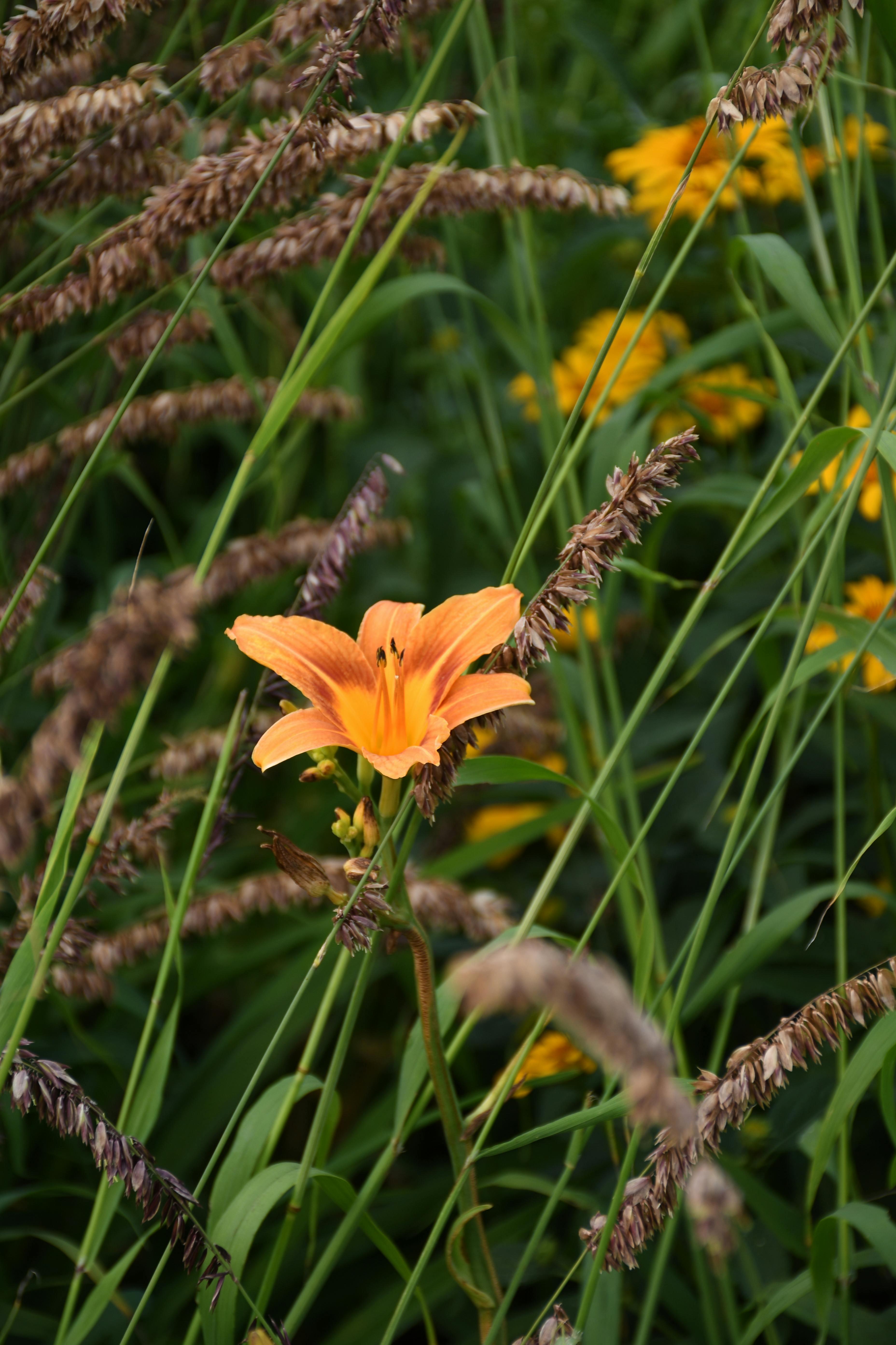 [ColoSach]-bright-orange-daylily-surrounded-by-wild-grass-and-yellow-flowers-in-a-natural-meadow.