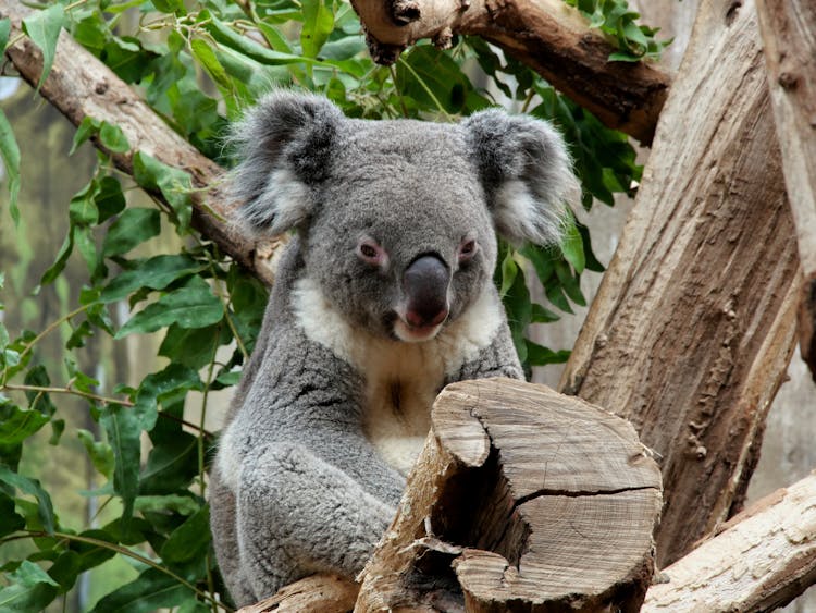 Gray Koala Bear Resting On A Tree 