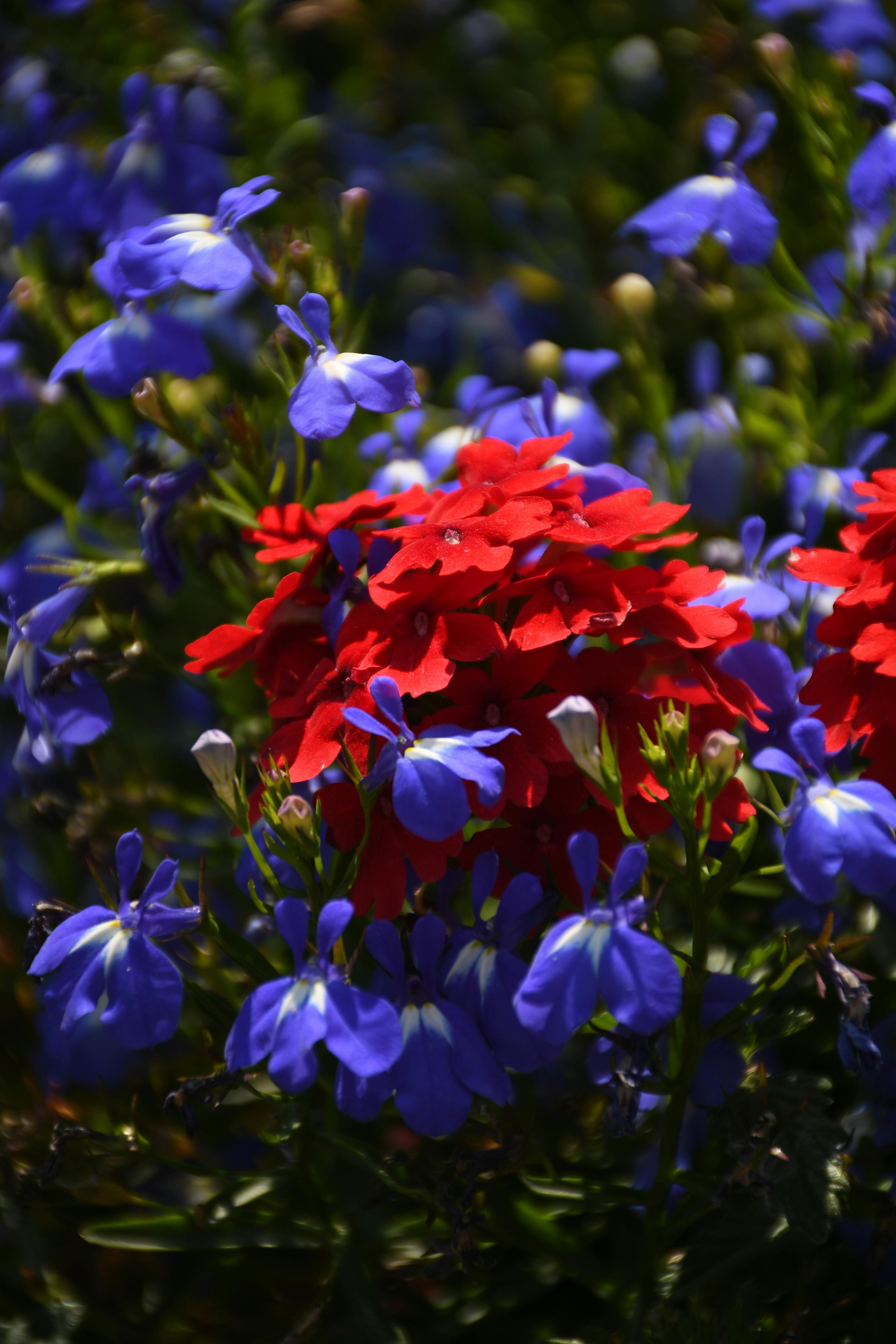 [ColoSach]-close-up-of-vibrant-red-and-blue-flowers-in-full-bloom,-capturing-nature's-beauty.