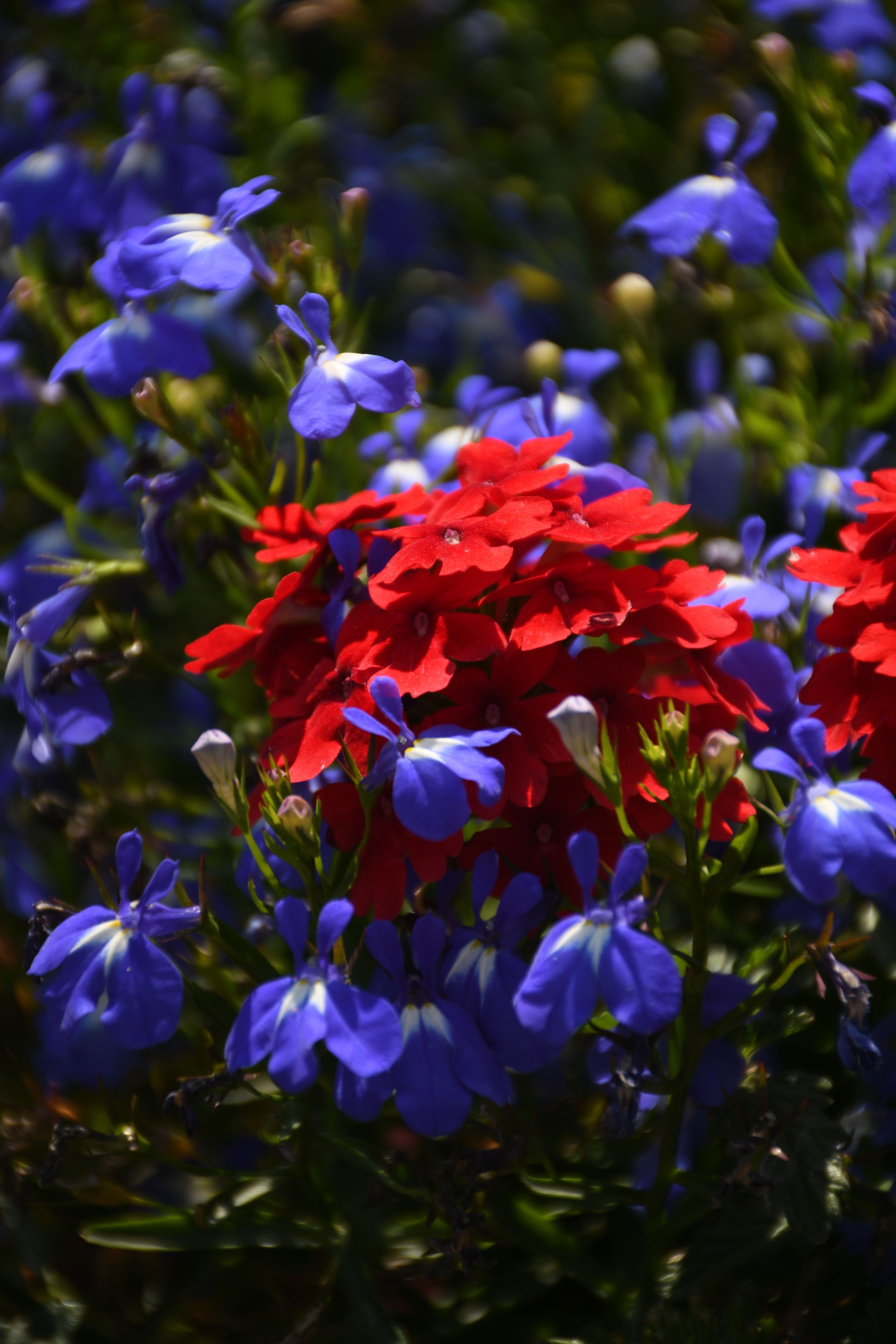 Vibrant Red and Blue Flowers in Bloom · Free Stock Photo
