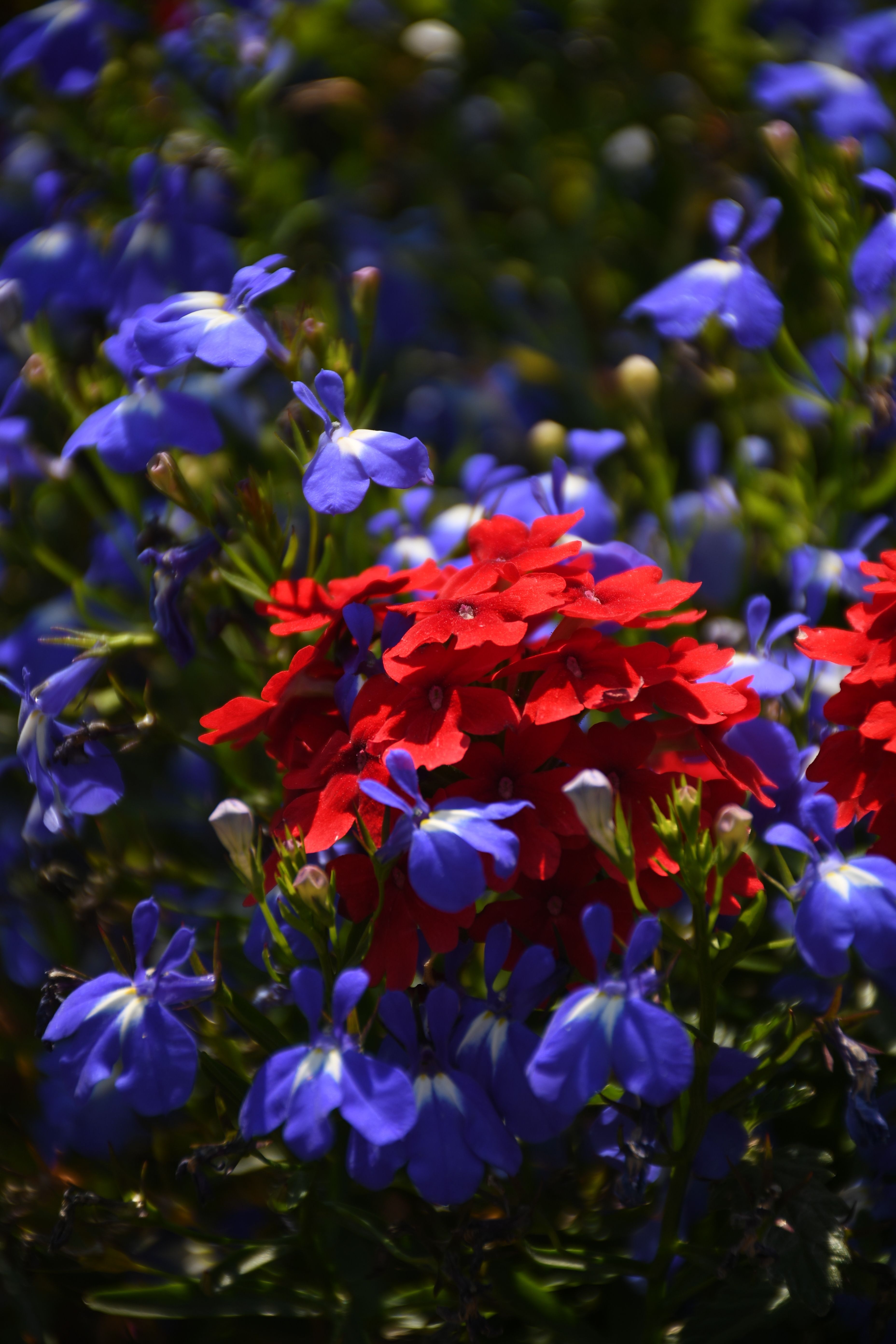 [ColoSach]-a-close-up-of-vivid-red-and-blue-flowers-in-full-bloom,-showcasing-a-lively-contrast.