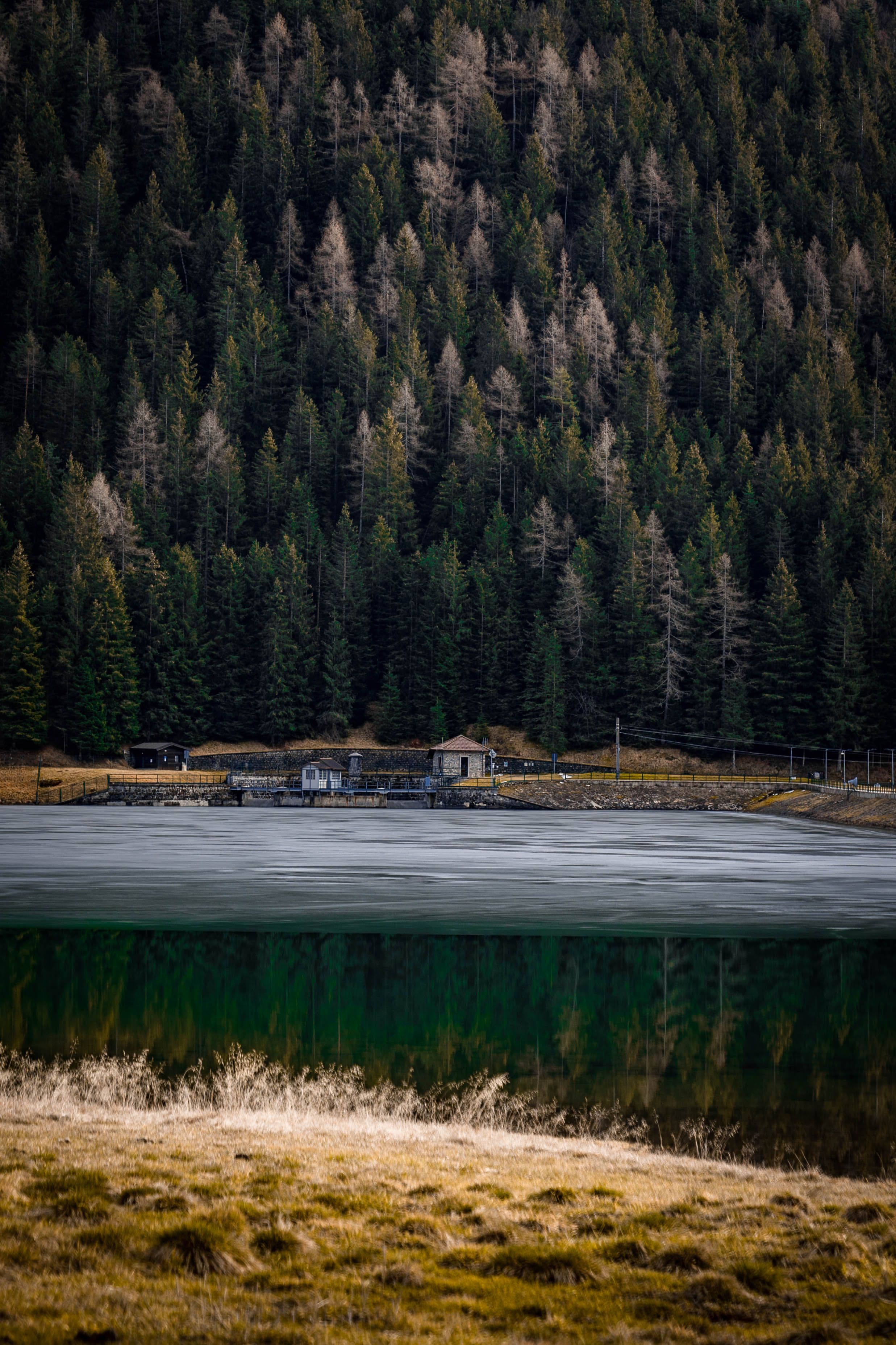 Scenic Mountain Lake with Dense Forest · Free Stock Photo