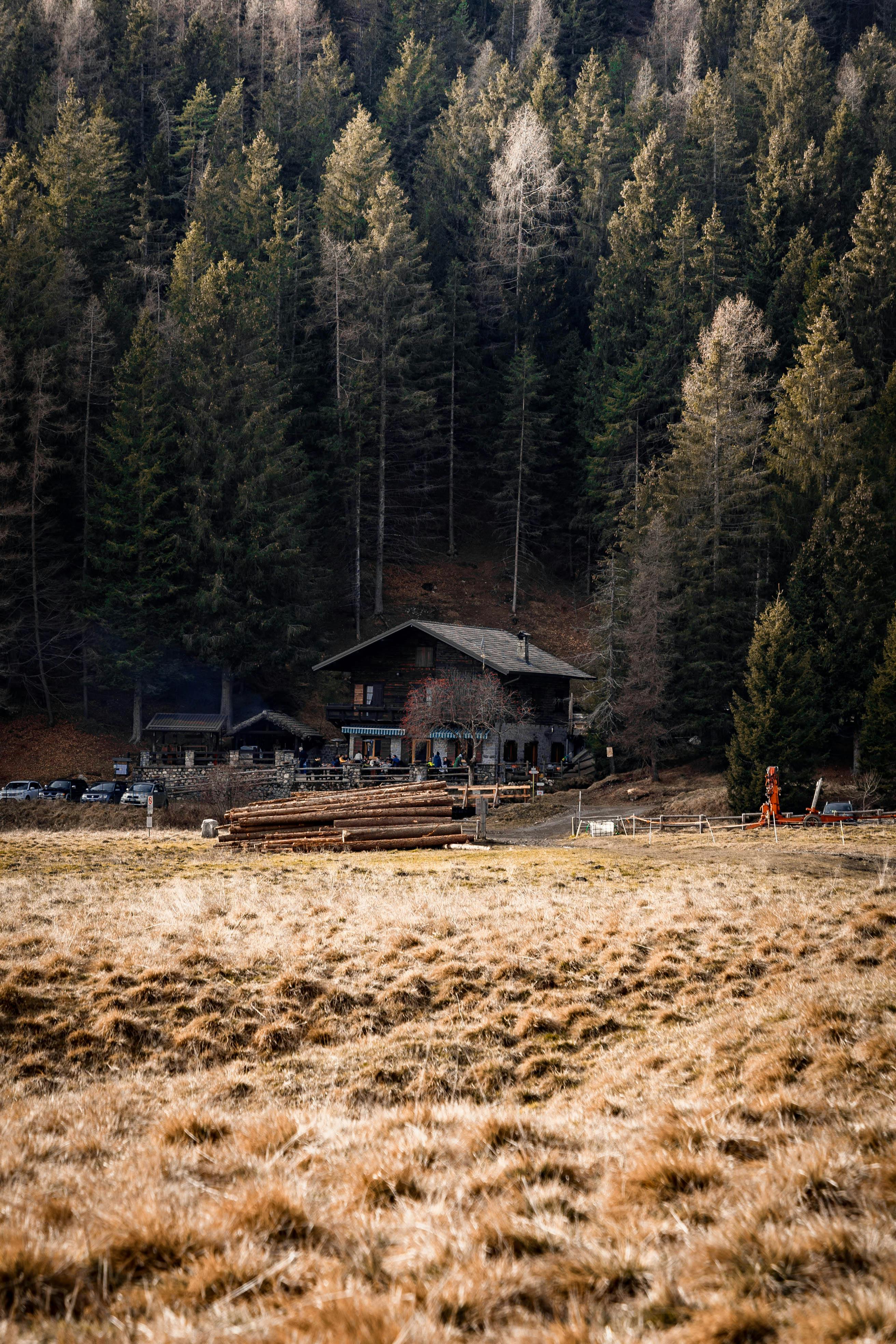 Charming wooden cabin nestled within a lush forest, offering a serene retreat into nature's beauty.