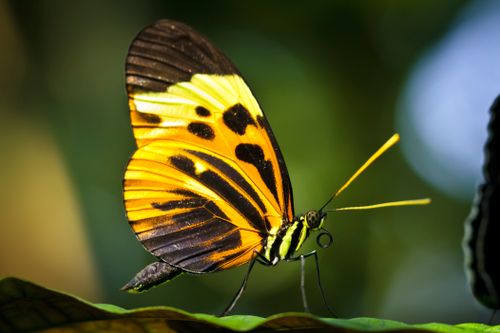 Free Vibrant orange butterfly perched on a leaf, close-up view. Stock Photo