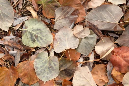 A collection of autumn leaves scattered on a forest floor, showcasing earthy tones.
