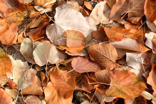 A detailed close-up of autumn leaves scattered on the ground, showcasing vibrant fall colors.