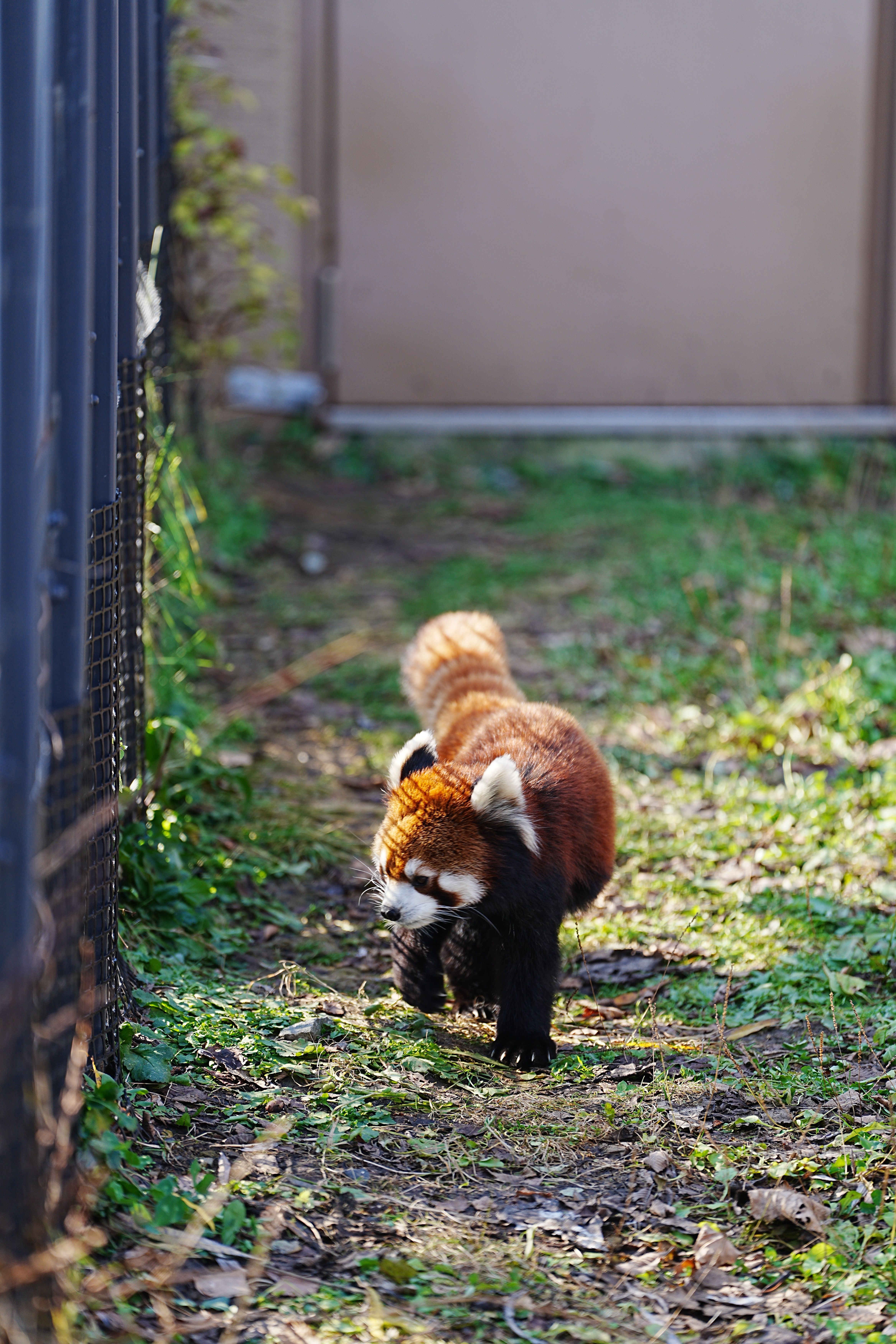 Red Panda Strolling in Outdoor Enclosure · Free Stock Photo