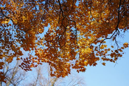 Free Bright orange maple leaves in autumn against a blue sky, capturing seasonal beauty. Stock Photo