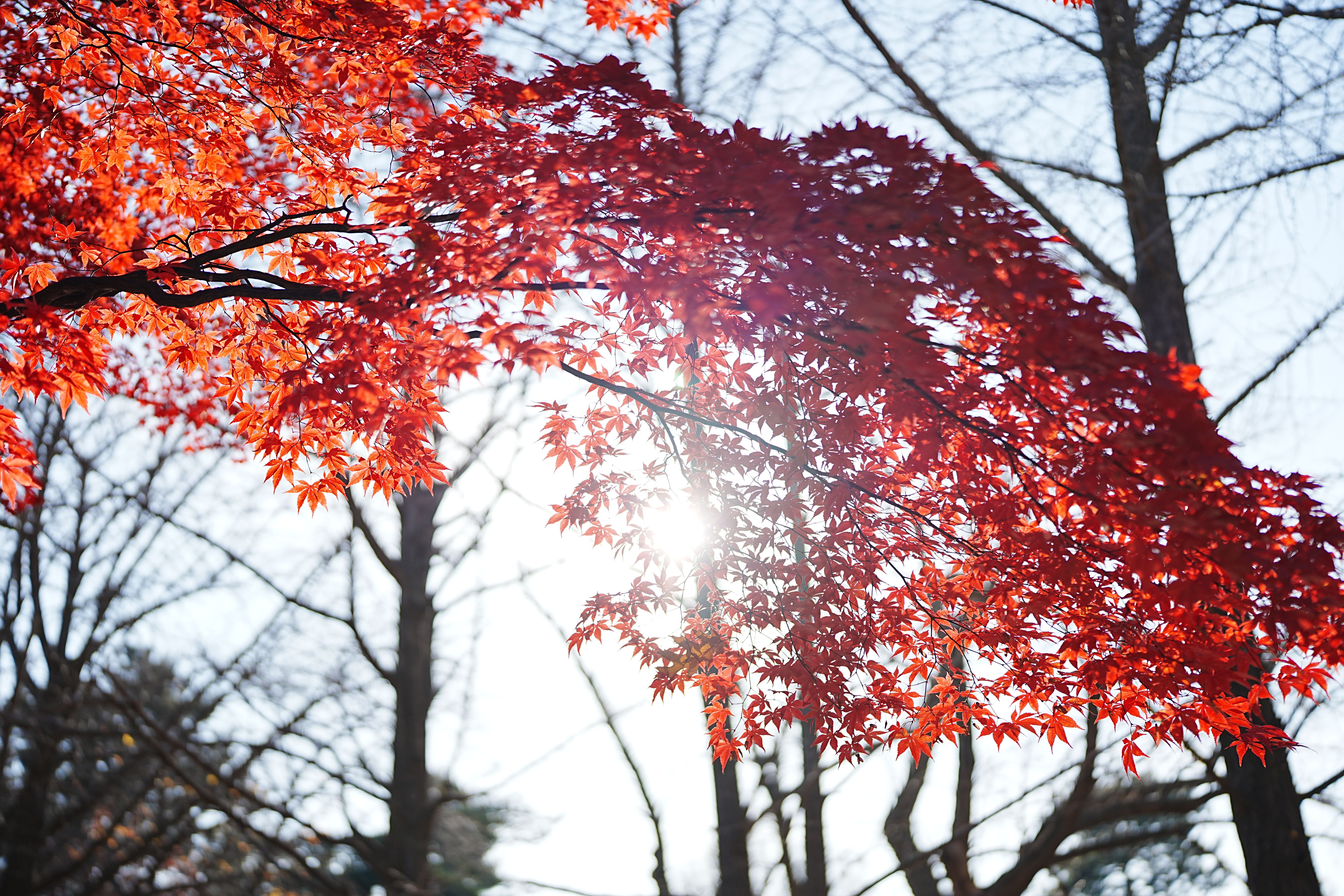 Sunlight shining through vivid red autumn leaves on a clear day in a forest.