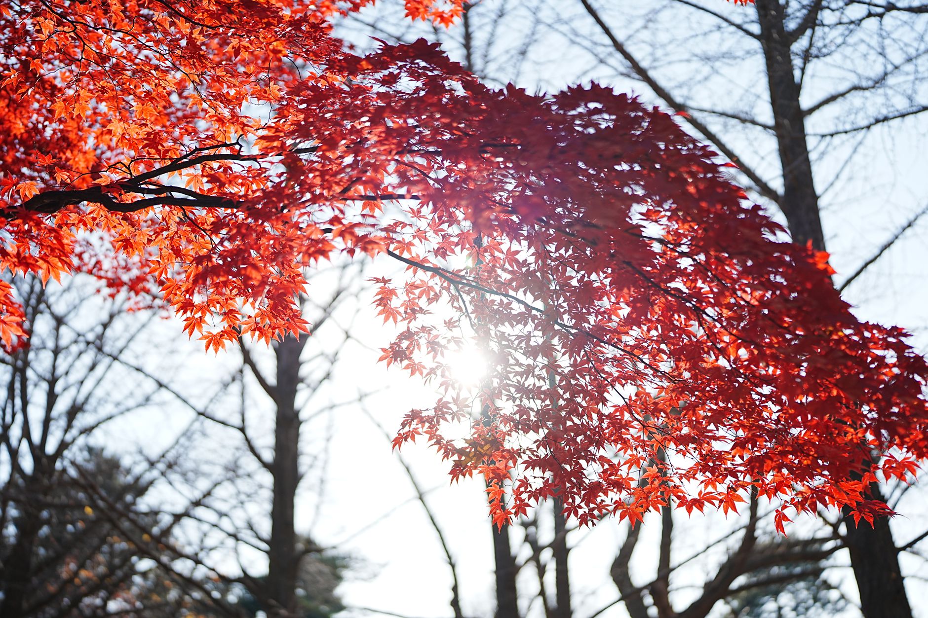 Sunlight shining through vivid red autumn leaves on a clear day in a forest.