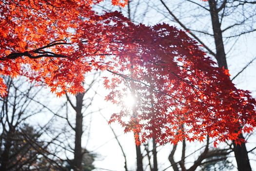 Sunlight shining through vivid red autumn leaves on a clear day in a forest.