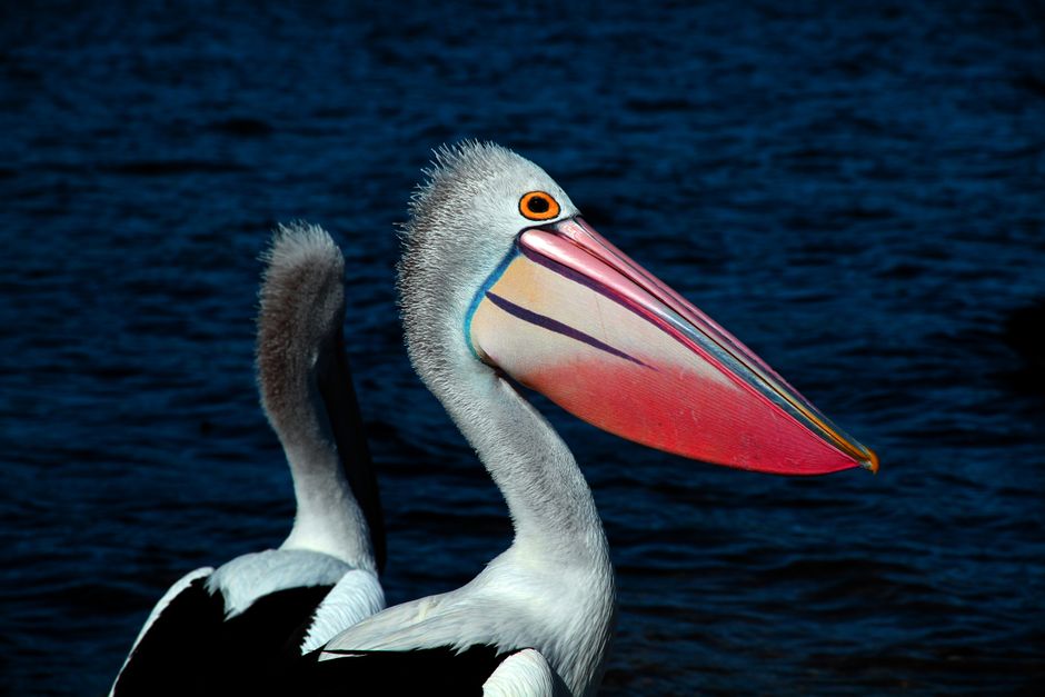 Detailed image of a pelican showcasing its colorful beak with water background.