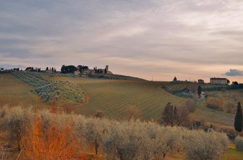 Free Beautiful Tuscan landscape near Florence showcasing sprawling vineyards and olive trees under a serene sky. Stock Photo