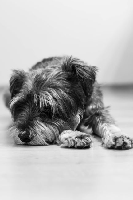 Black and white image of a schnauzer dog resting indoors, capturing a serene moment.