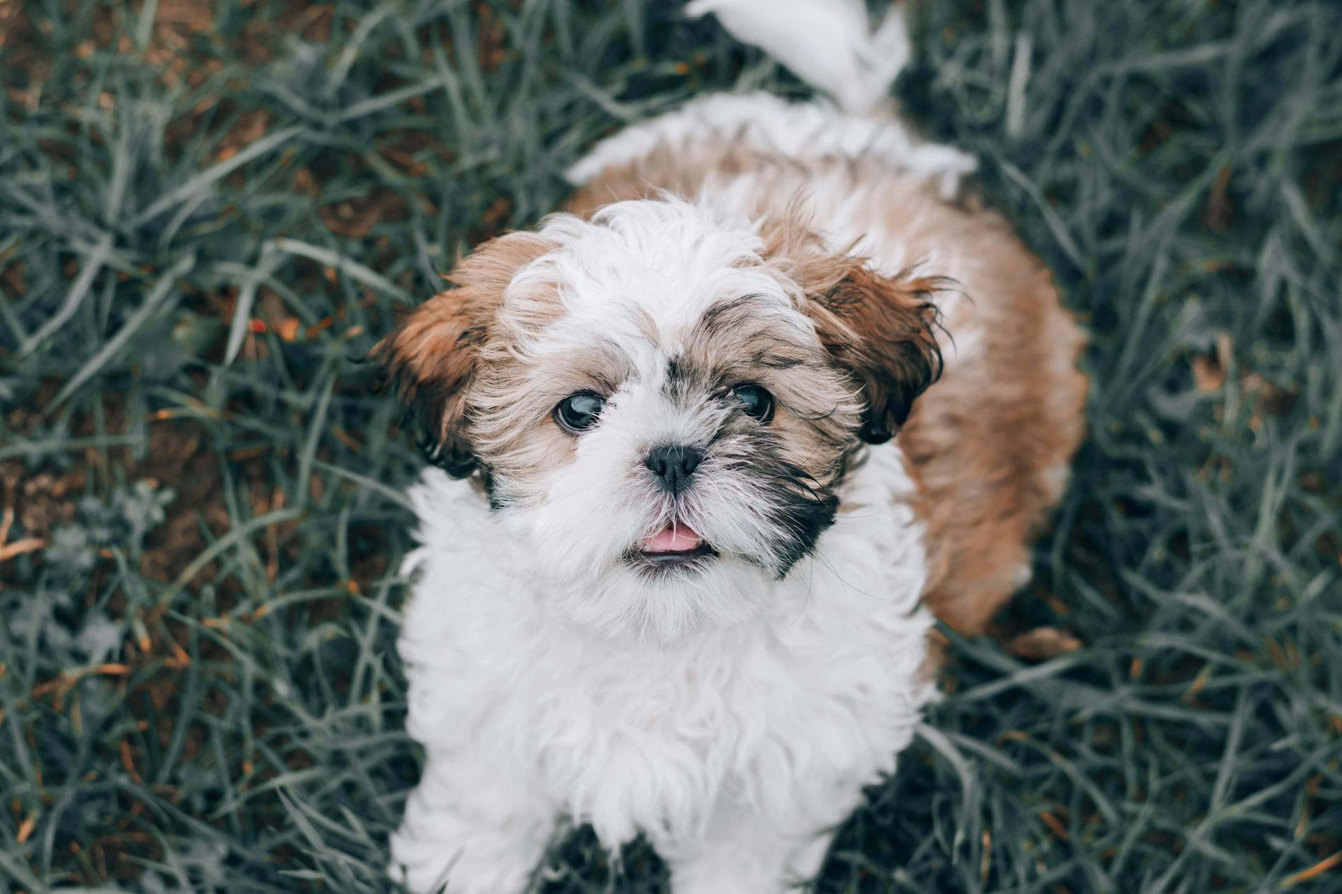 Photo de stock gratuite du chih-tzu, du chien et du chiot