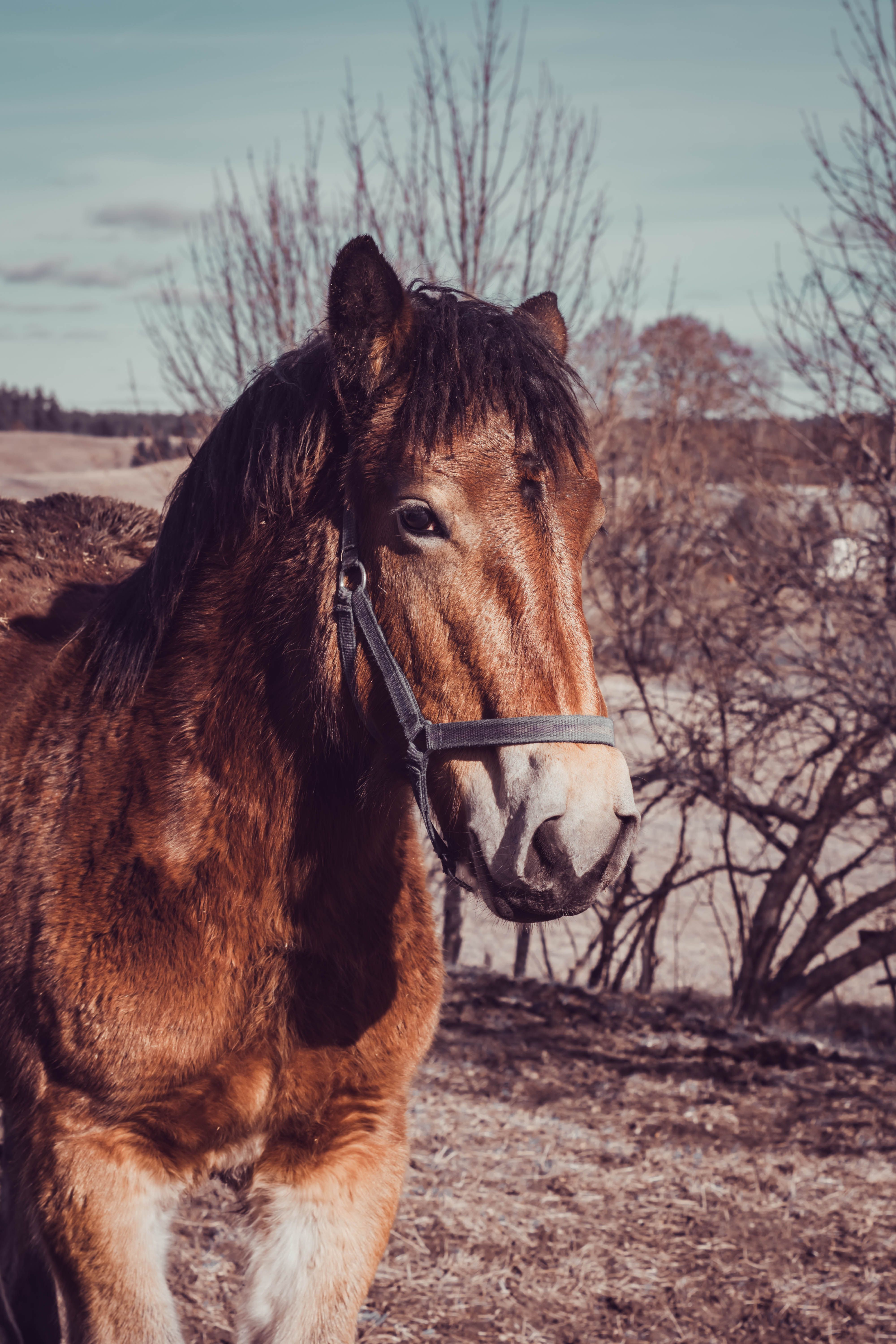 Majestic Brown Horse in Serene Farm Landscape · Free Stock Photo