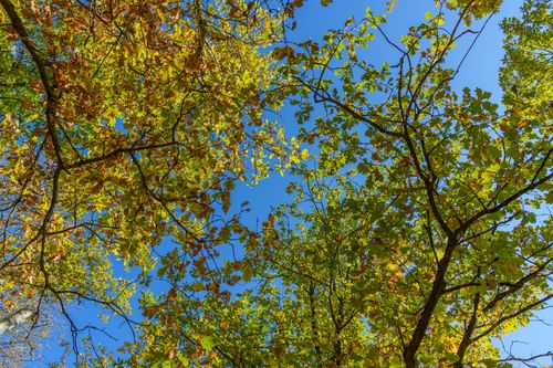 Free Colorful autumn leaves creating a natural canopy under a clear blue sky. Stock Photo