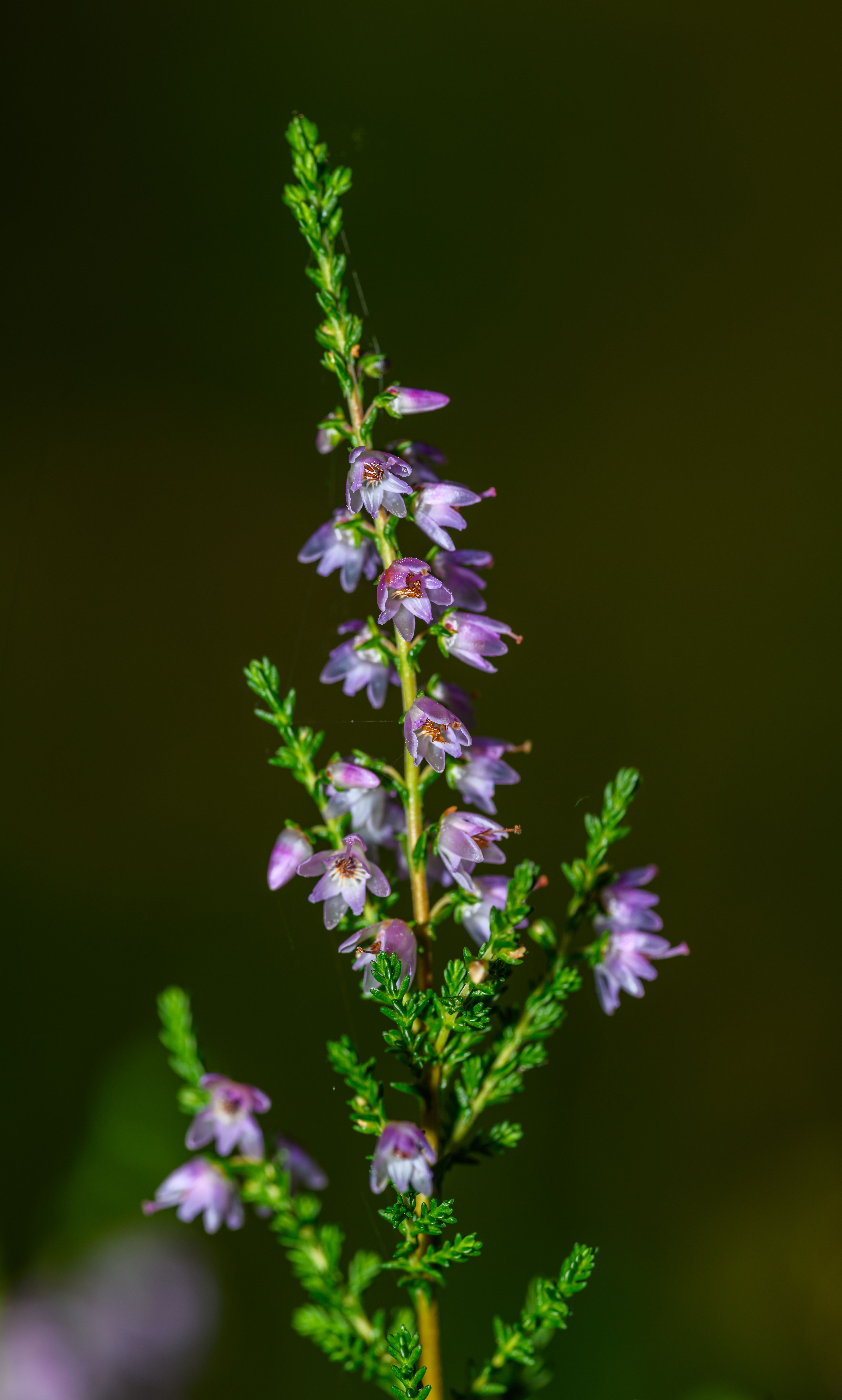Gratis Makrobilde av blomstrende lyngblomster med livlige lilla kronblad, perfekt for naturtemaer. Arkivbilde