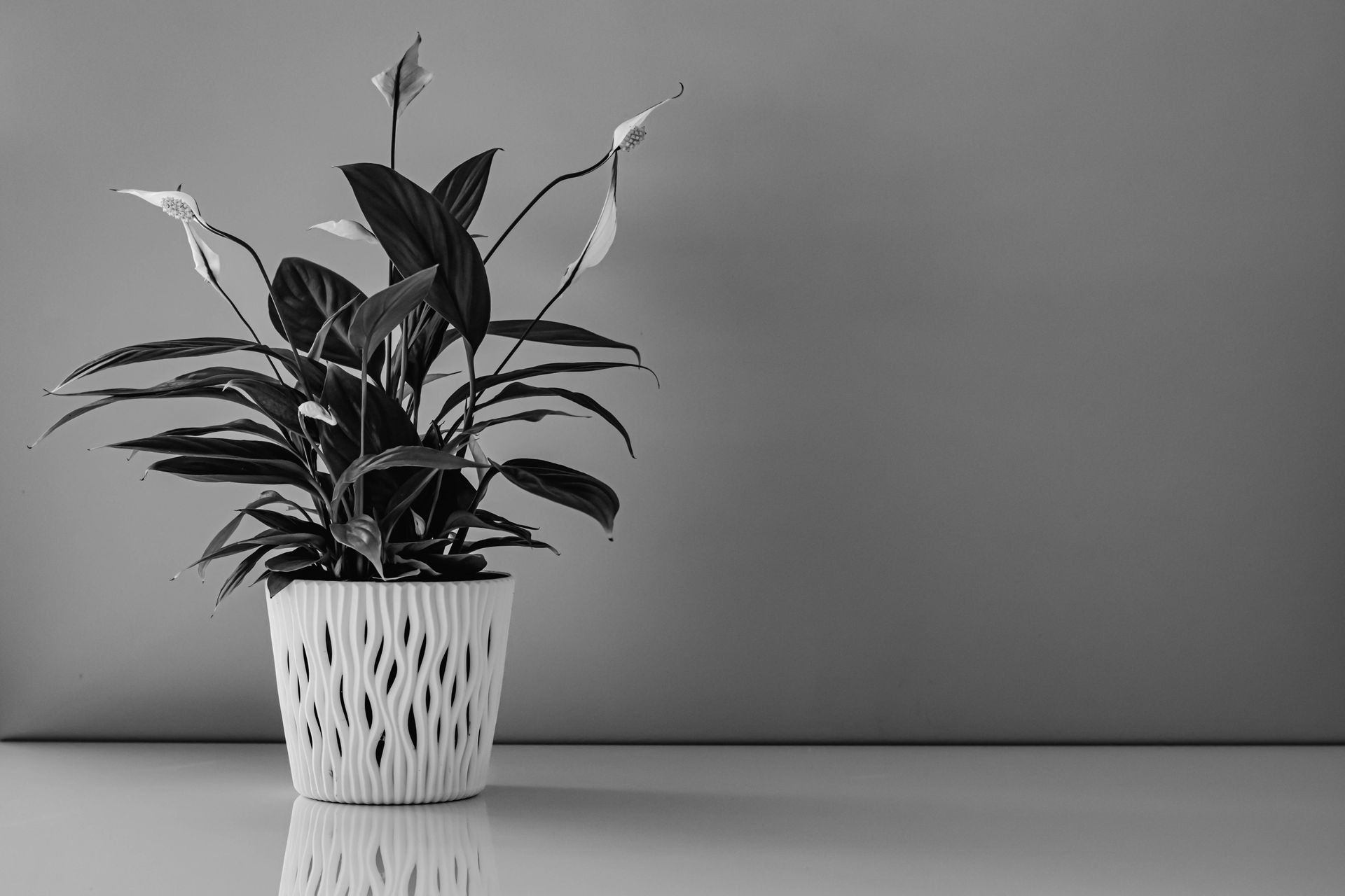 Monochrome image of a peace lily in an elegant pot for modern decor.